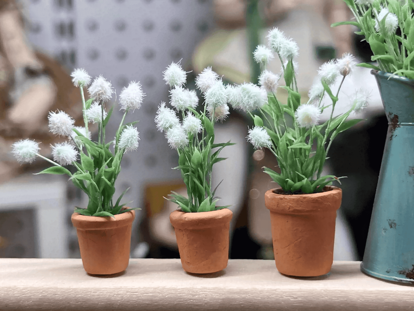 Lagurus Ovatus, also known as Hare's Tail Grass produces narrow hairy green leaves with white fluffy seed heads much like a Hare's Tail (hence the name).  Dollhouse Garden Plants Handmade from Clay.