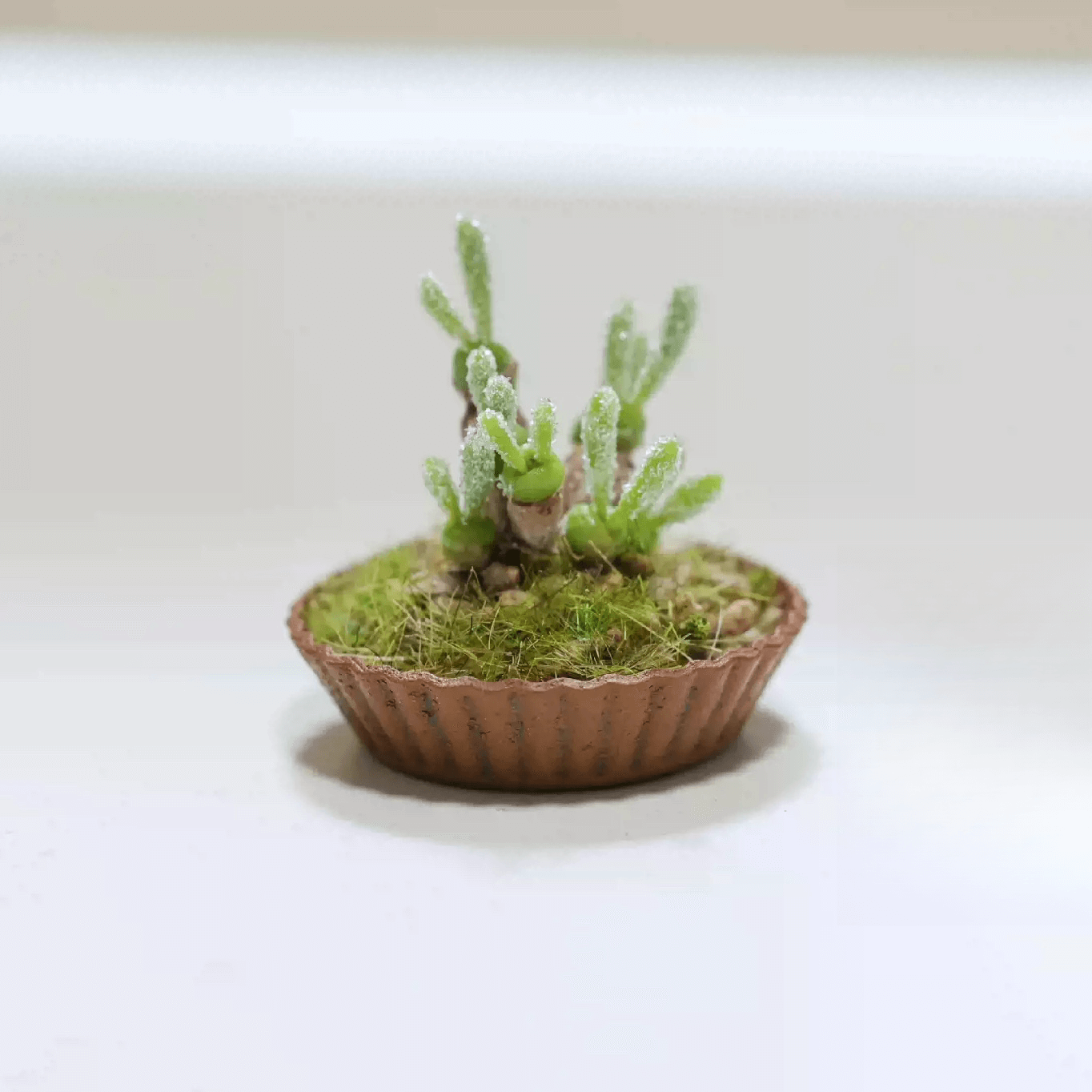 Monilaria Moniliforme as known as bunny succulents, it is a smallish clump-forming succulent plant that has both succulent leaves and stems.  Material: Handmade from Clay