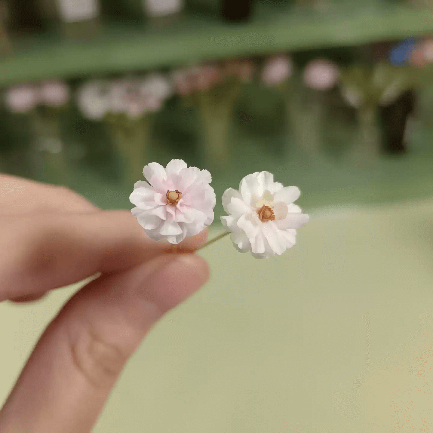 Butterfly ranunculus are a delicate ranunculus variety with a butterfly shape. An excellent cut flower and long lasting in vase arrangements and bouquets.  Scale: 1:6; 1:12  Material: Handmade from Clay  Size: 1 Stem  Color: White or Pink