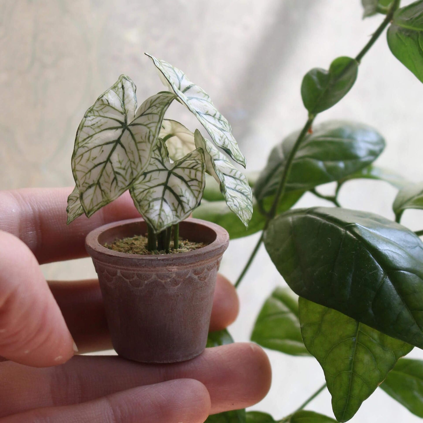 Carefully crafted handmade miniature Caladium plant, each leaves are individually cut, shaped, glued to the stem and assembled in place one by one. Material: Handmade from Clay Size: About 6cm / 2.36in