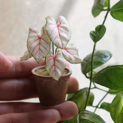 Carefully crafted handmade miniature Caladium plant, each leaves are individually cut, shaped, glued to the stem and assembled in place one by one. Material: Handmade from Clay Size: About 6cm / 2.36in