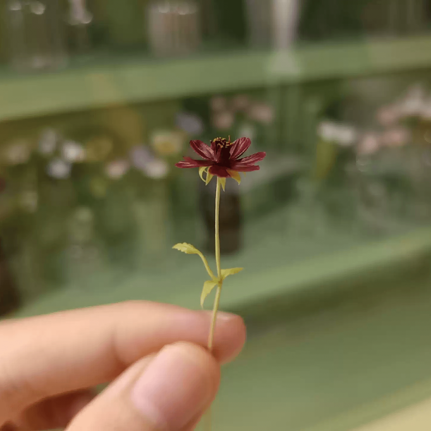 Chocolate cosmos (Cosmos atrosanguineus) have velvety, dark red flowers on wiry black stems and an unusual chocolatey fragrance. Miniature for dolls, dollhouses, roomboxes. Suitable for Blythe, Barbie, Paola,and other dolls with a height of 25-40cm (10-15.8 inches). Scale: 1:6; 1:12 Material: Handmade from Clay