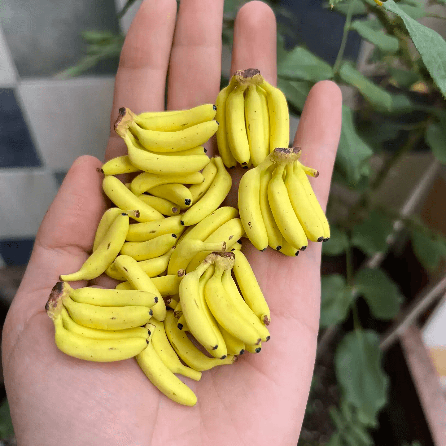 This miniature fruit Bunch of Bananas would be a wonderful addition to any doll's house kitchen or dining room table. Miniature fruits for dollhouse. Miniature Bunch of Bananas handmade from clay. Miniature fruits in 1/6 and 1/8 scale can be used in doll kitchen, doll grocery store, doll food, diorama decoration.