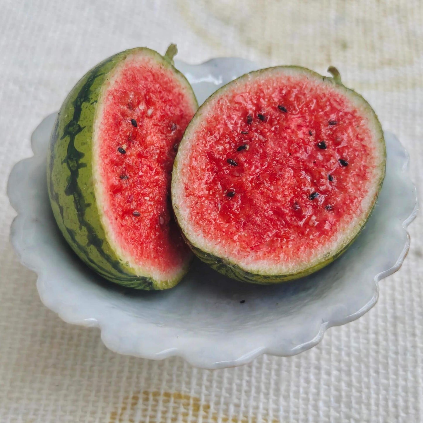 Enhance your dollhouse with these meticulously crafted miniature watermelons. These miniature watermelons are made with attention to detail, ensuring durability and a lifelike appearance. The intricate details and vibrant colors make them stand out as realistic and attractive dollhouse food items. Material: Clay