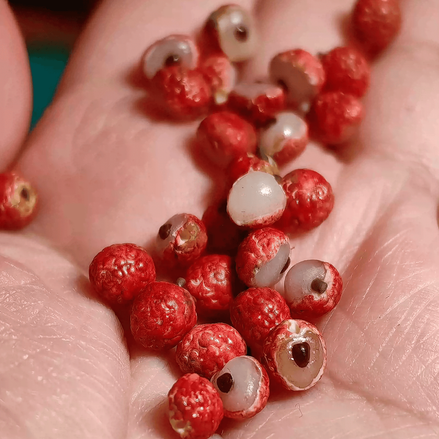 This miniature fruit Lychee / Litchi would be a wonderful addition to any doll's house kitchen or dining room table. Miniature fruits for dollhouse. Miniature Lychee / Litchi handmade from clay.