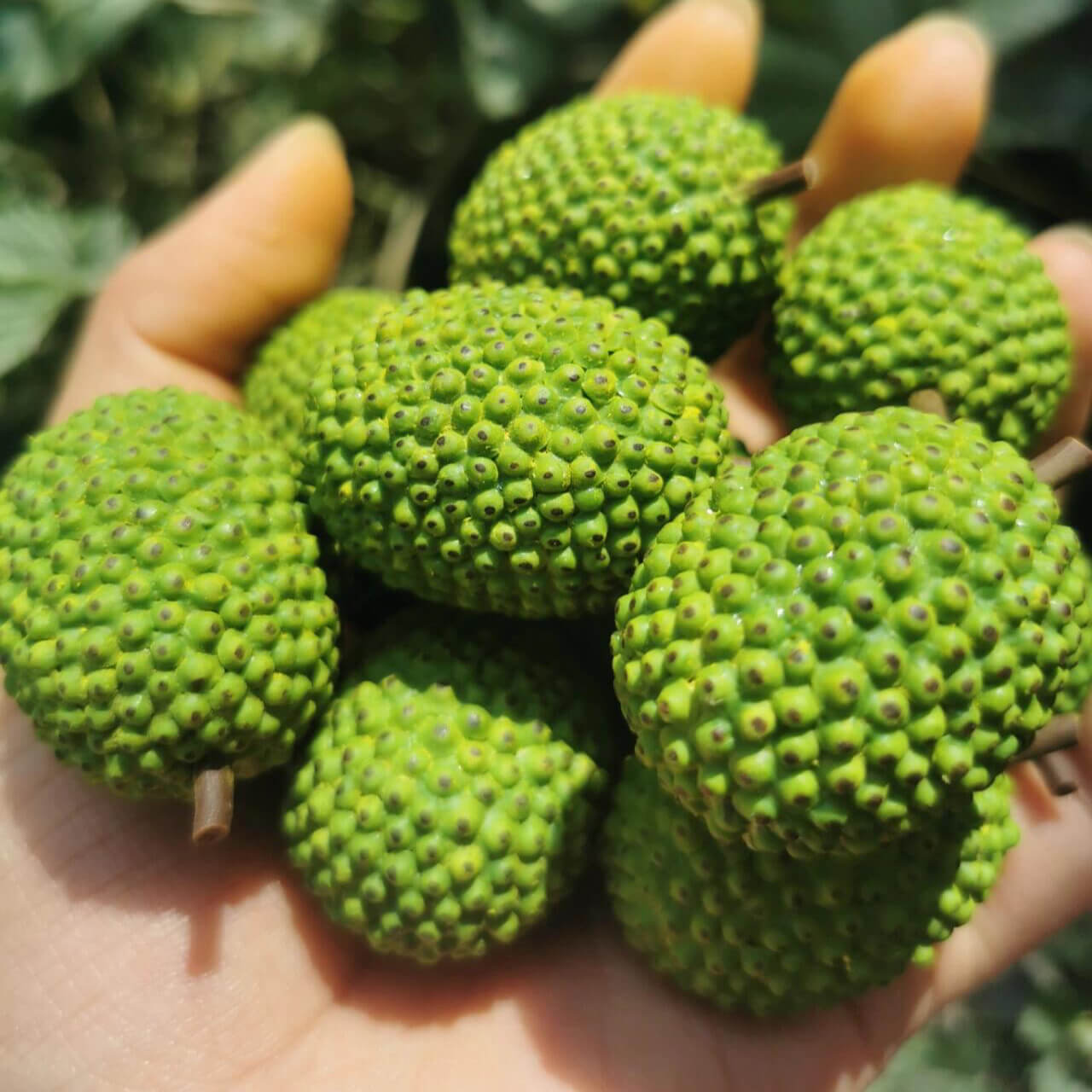 This miniature fruit jackfruit would be a wonderful addition to any doll's house kitchen or dining room table. Material: Clay