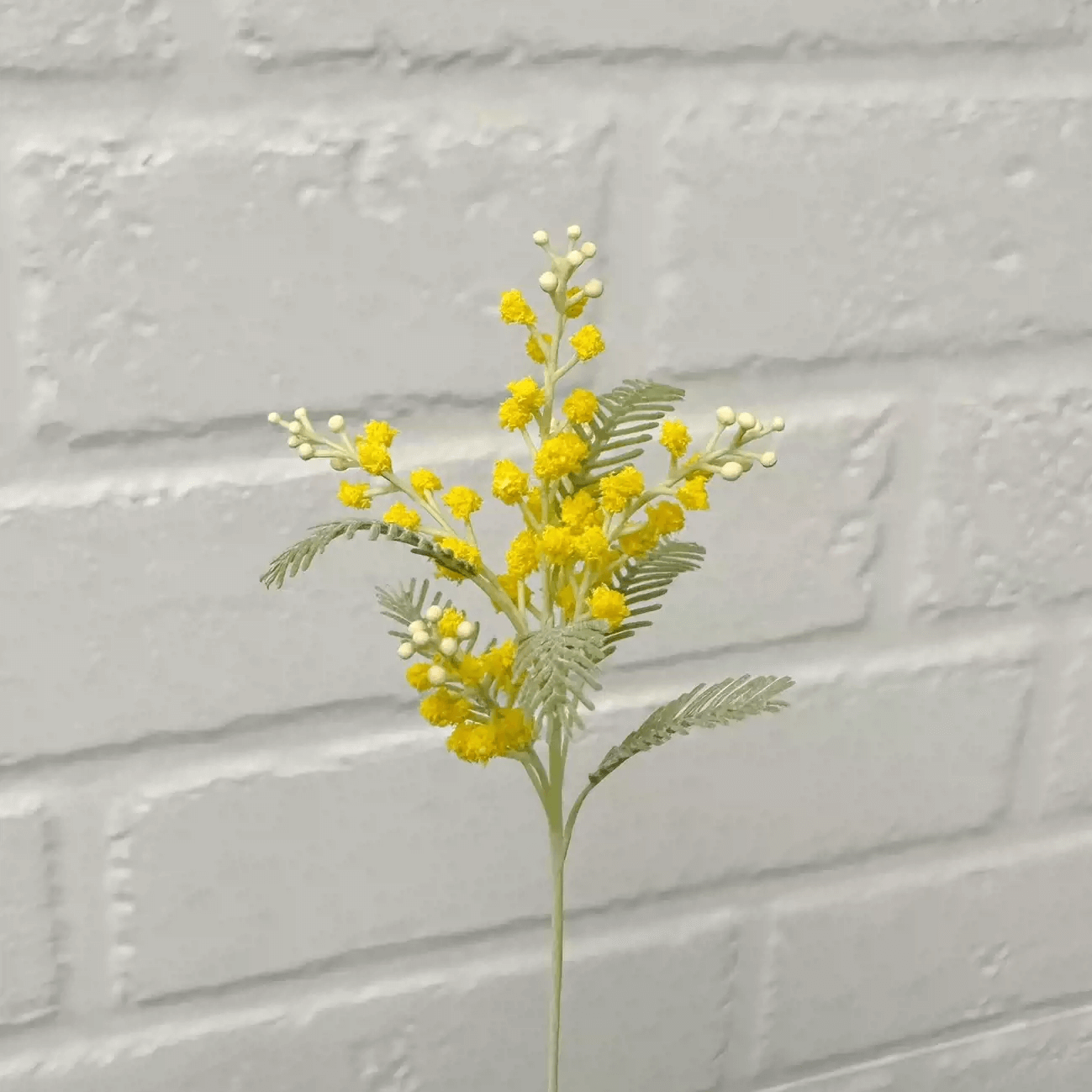 Acacia pennata syn. Senegalia pennata (also known as Climbing wattle, and Cha-oum) is a large scrambling or climbing shrub, having numerous prickles. Miniature for dolls, dollhouses, roomboxes. Suitable for Blythe, Barbie, Paola,and other dolls with a height of 25-40cm (10-15.8 inches).