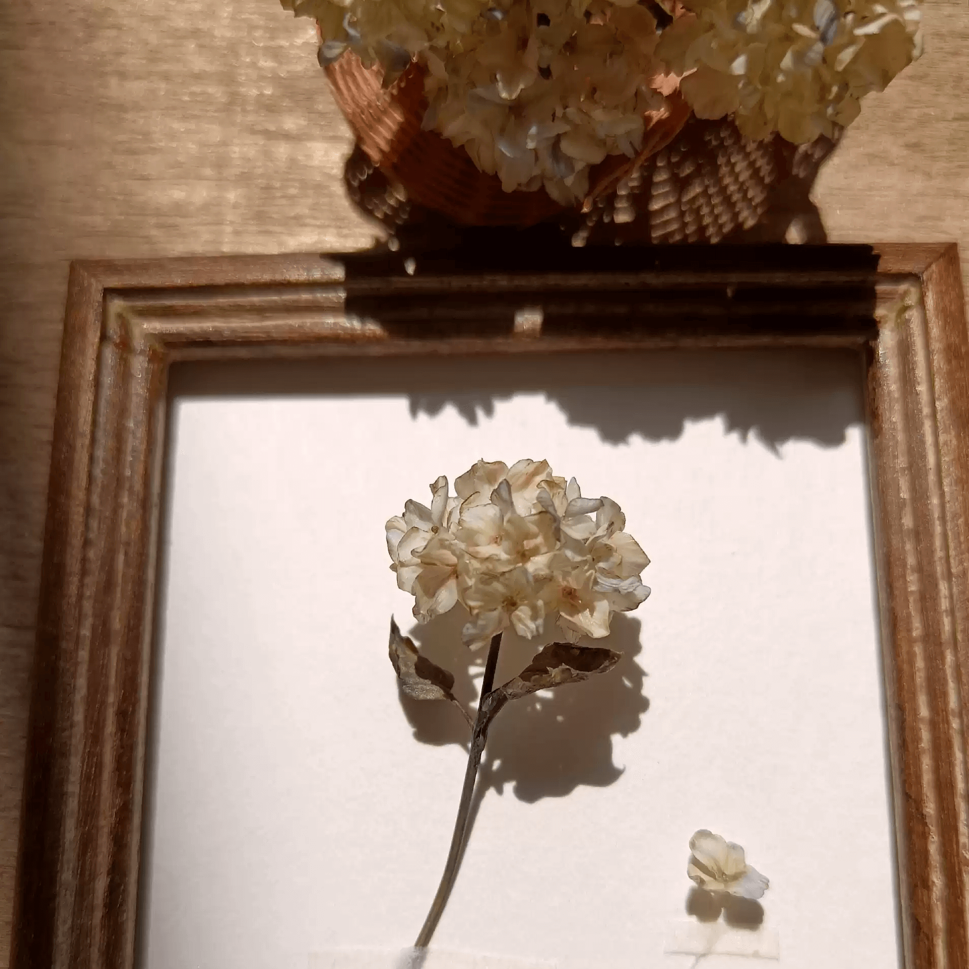Hydrangeas are deciduous shrubs with flowers in terminal, round or umbrella-shaped clusters in colors of white, pink, or blue, or even purple.  Scale: 1:6; 1:12  Material: Handmade from Clay  Size: Standard; On picture frame.