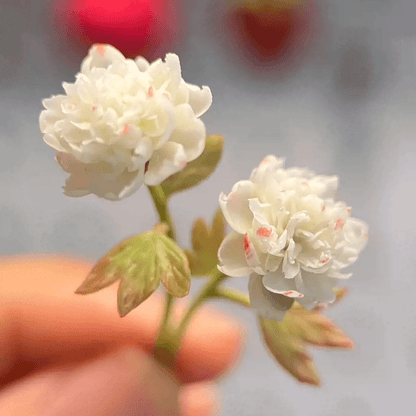 A neutral classic, this artificial miniature white peony is guaranteed to bloom year-round in your dollhouse! Miniature for dolls, dollhouses, roomboxes. Suitable for Blythe, Barbie, Paola,and other dolls with a height of 25-40cm (10-15.8 inches). Scale: 1:6; 1:12 Material: Handmade from Clay