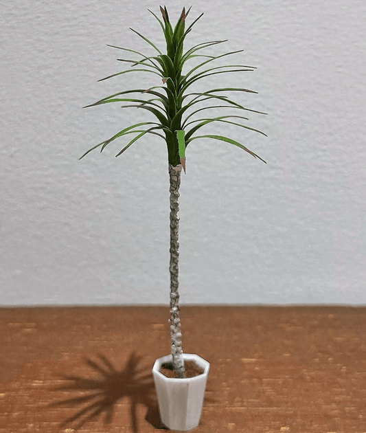 Dracaena marginata, more commonly known as a dragon tree, is an attractive plant with green sword-like.  Dollhouse Garden Plants Handmade from Clay for Decoration.