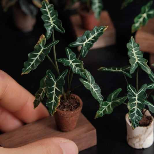 Alocasia Sarian features leathery, wavy-edged, arrowhead-shaped leaves that have a prominent main veins and long, thick, striped petioles. Scale: 1:6; 1:12 Material: Handmade from Clay