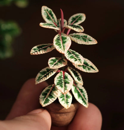 This striking Rubber Plant has stunning, variegated, multi-colored leaves. The leaves are green and yellowish-cream, with touches of pink.  Scale: 1:6; 1:12  Material: Handmade from Clay