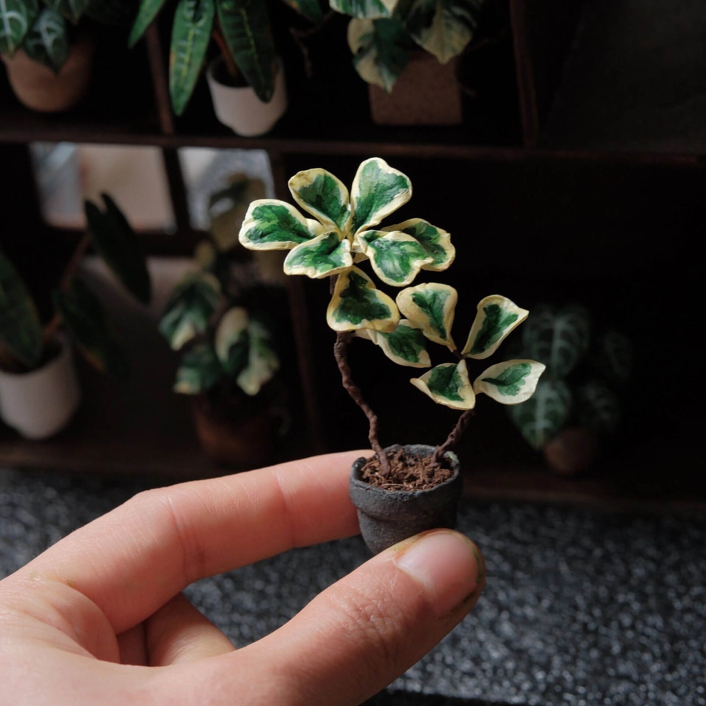 The Fiddle Leaf Fig (Ficus Lyrata Variegated) has been a houseplant favourite for a decade or more. The variegated fiddle takes it next level.  Material: Handmade from Clay