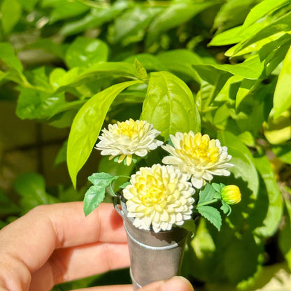 Dahlia pinnata is a species in the genus Dahlia, family Asteraceae, with the common name garden dahlia.  Scale: 1:6; 1:12  Material: Handmade from Clay  Default Color: As the picture shows  A variety of colors are available, choose your favorite color and make a note.