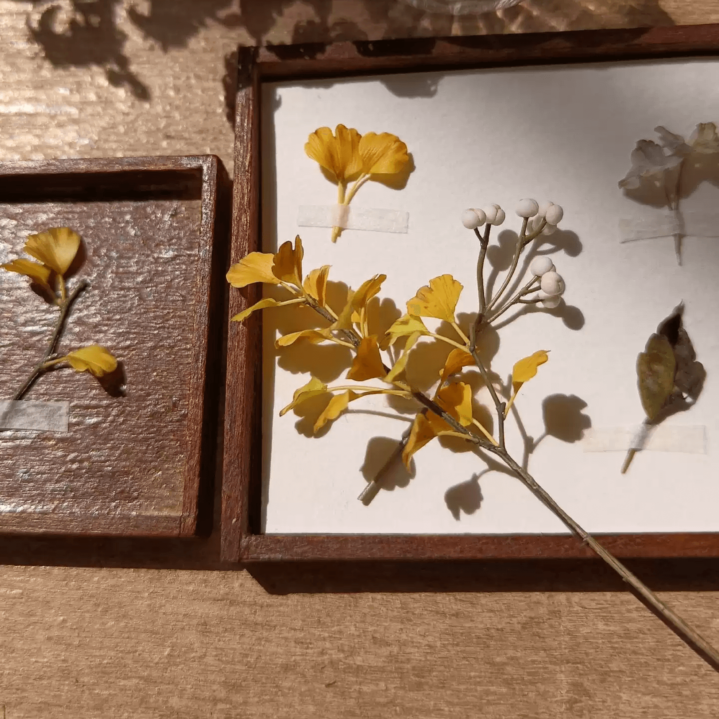 Ginkgo biloba, commonly known as ginkgo or gingko also known as the maidenhair tree, is a species of gymnosperm tree native to East Asia.  Scale: 1:6; 1:12  Material: Handmade from Clay