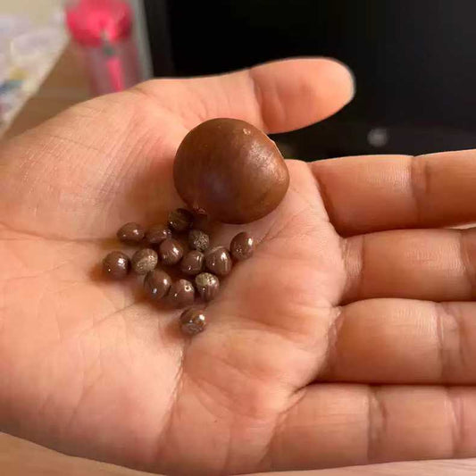 Miniature fruit chestnut for a dollhouse. Miniature fruit chestnut made of clay. Miniature fruit chestnut can be used in doll kitchen, doll grocery store, doll food, collection, diorama decoration.