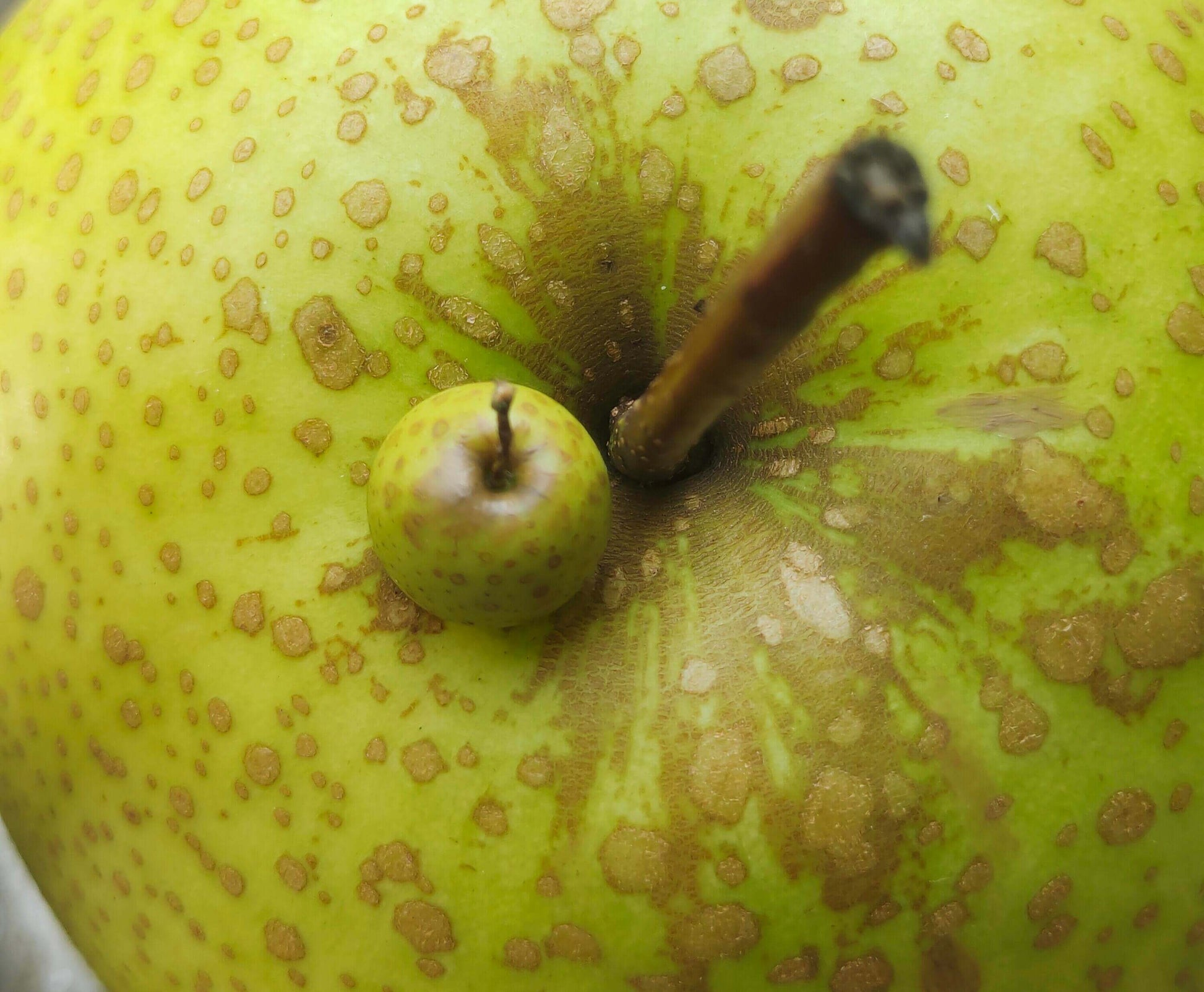 This miniature fruit pear would be a wonderful addition to any doll's house kitchen or dining room table. Material: Clay