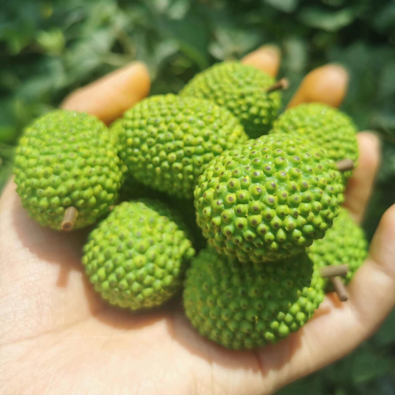 This miniature fruit jackfruit would be a wonderful addition to any doll's house kitchen or dining room table. Material: Clay