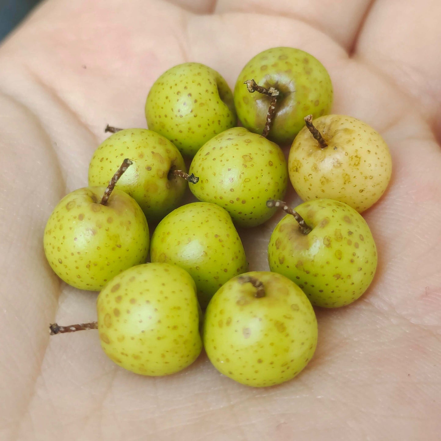 This miniature fruit pear would be a wonderful addition to any doll's house kitchen or dining room table. Material: Clay