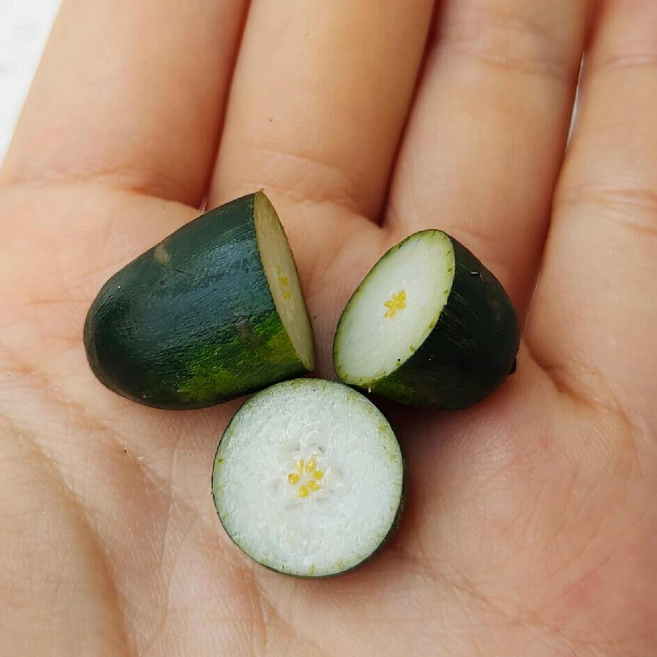 This miniature fruit winter melon would be a wonderful addition to any doll's house kitchen or dining room table. Material: Clay Scale: 1/12