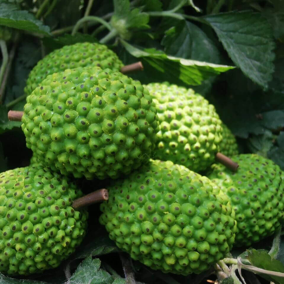 This miniature fruit jackfruit would be a wonderful addition to any doll's house kitchen or dining room table. Material: Clay