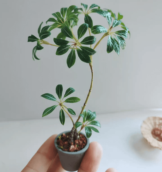 The Mallet Flower Tree (Schefflera pueckleri), known by many as Tupidanthus calyptratus is a tropical house plant that manages to grow nicely in some of our more mild areas. Material: Handmade from Clay