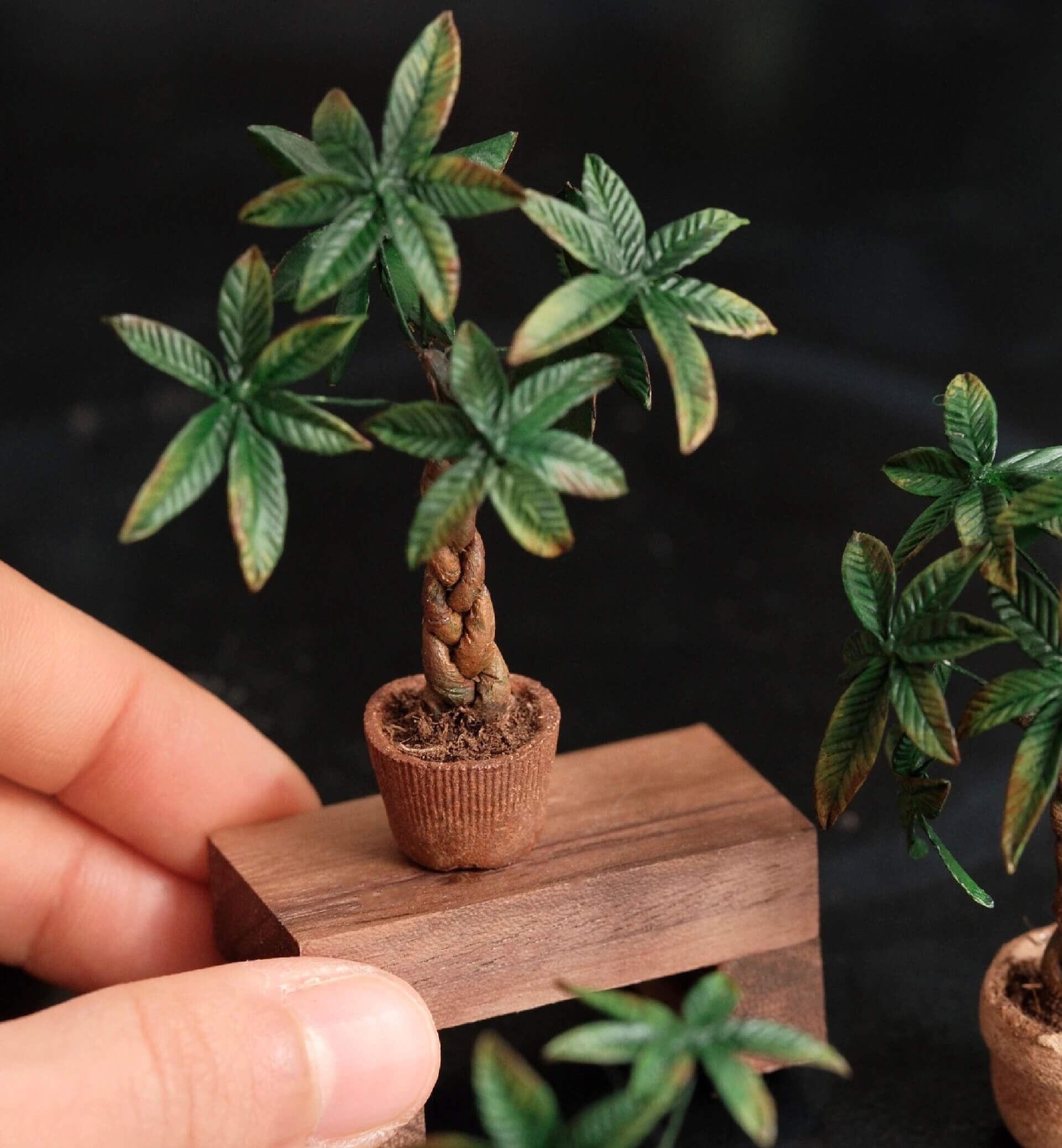Money trees, also known as Pachira aquatica, are considered a symbol of luck and prosperity. Scale: 1:6; 1:12 Material: Handmade from Clay