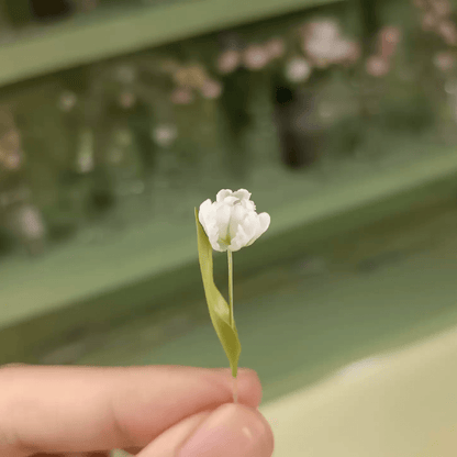 The exotic Parrot Tulip begs to be the star of your garden with its showy, fringed and scalloped plumage and sensational striations.  Scale: 1:6; 1:12  Material: Handmade from Clay  Size: 1 Stem  Color: White or Pink