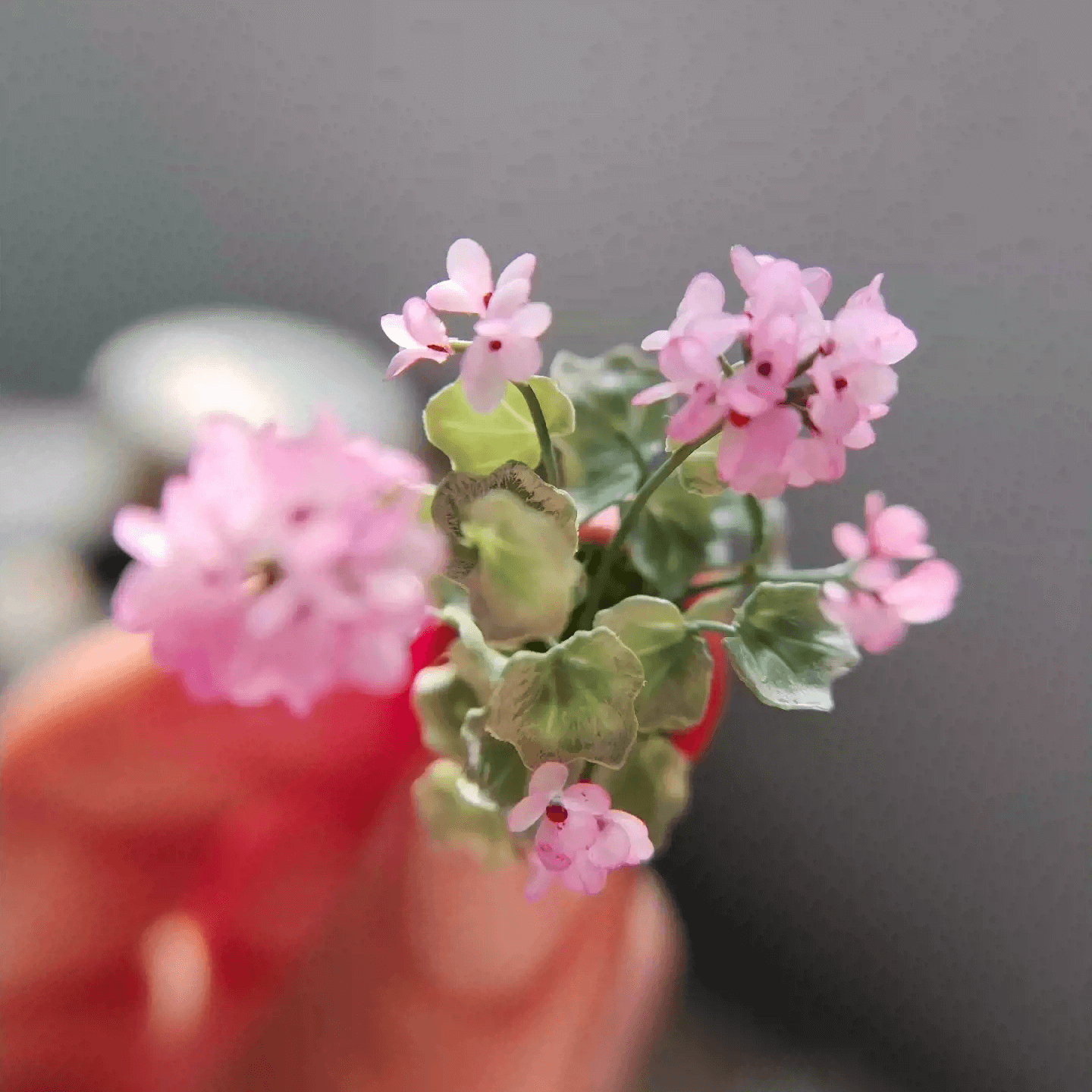 Pelargonium (aka common geraniums) are colorful summer-flowering plants that are popular for hanging baskets, pots, and also garden beds.  Material: Handmade from Clay