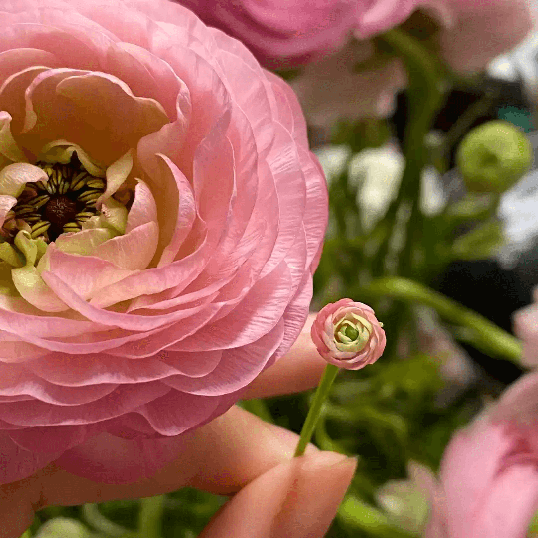 Persian Buttercup (Ranunculus Asiaticus) is a tuberous perennial with long-stalked, deeply lobed leaves. Branched flowering stems bear one to four single, cup-shaped, red, pink, yellow or white flowers with black centres. Miniature for dolls, dollhouses, roomboxes. Suitable for Blythe, Barbie, Paola,and other dolls with a height of 25-40cm (10-15.8 inches).