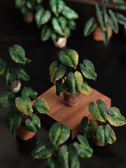 Philodendron McDowell is a terrestrial aroid cross between Philodendron Gloriosum and Philodendron Ecuadoriana.  Scale: 1:6; 1:12  Material: Handmade from Clay  Height: 4-6cm≈1.58-2.36in