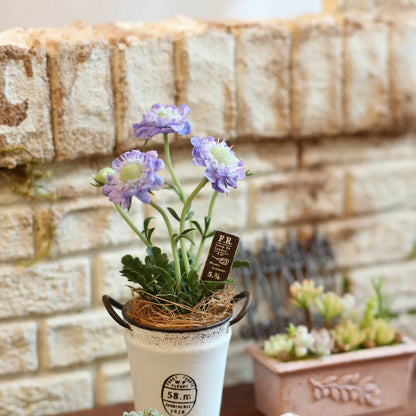 Scabiosa, also called pincushion flower, has a delicate appearance with whimsical, frilly skirts of petals and long, wiry stems—perfect for cutting and arranging in bouquets. Material: Handmade from Clay