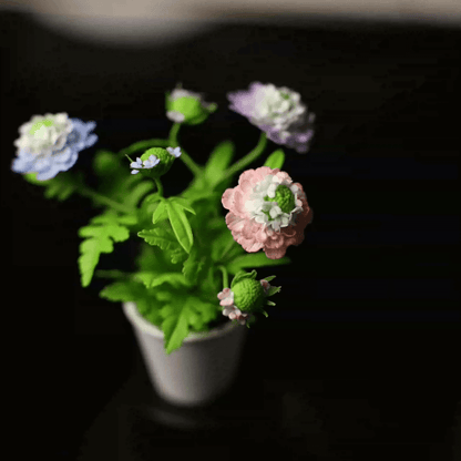 Scabiosa atropurpurea (syn. Sixalix atropurpurea), the mourningbride, mournful widow, pincushion flower, or sweet scabious, is an ornamental plant of the genus Scabiosa in the family Caprifoliaceae. It is native to southern Europe.  Material: Handmade from Clay