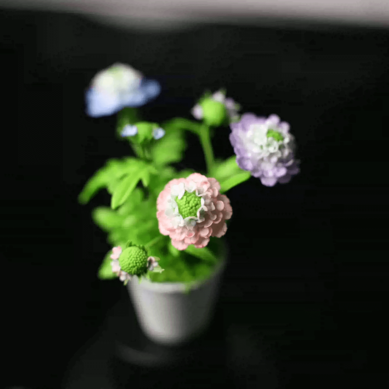 Scabiosa atropurpurea (syn. Sixalix atropurpurea), the mourningbride, mournful widow, pincushion flower, or sweet scabious, is an ornamental plant of the genus Scabiosa in the family Caprifoliaceae. It is native to southern Europe.  Material: Handmade from Clay