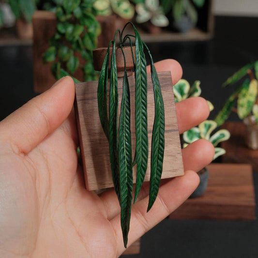Anthurium Wendlingeri, highly sought after for it's beautiful bullate pendulous foliage and unique inflorescences. Scale: 1:6; 1:12  Material: Handmade from Clay