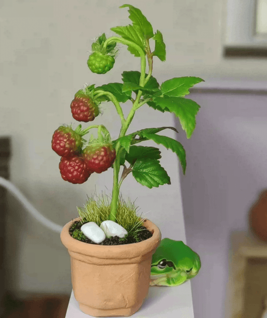 Rubus idaeus is the quintessential raspberry, spreading quickly to form large thickets and fruiting generously. Raspberries will grow in a variety of soil conditions and are very resilient to drought, making them a hardy choice for naturalizing and edible plant gardens.  Material: Handmade from Clay