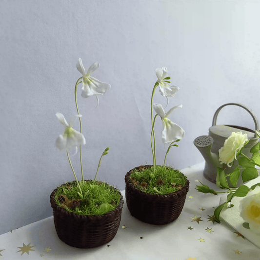 It is a carnivorous plant native to South Africa with flowers that are relatively large compared to the tiny leaves. Utricularia sandersonii.  Material: Handmade from Clay