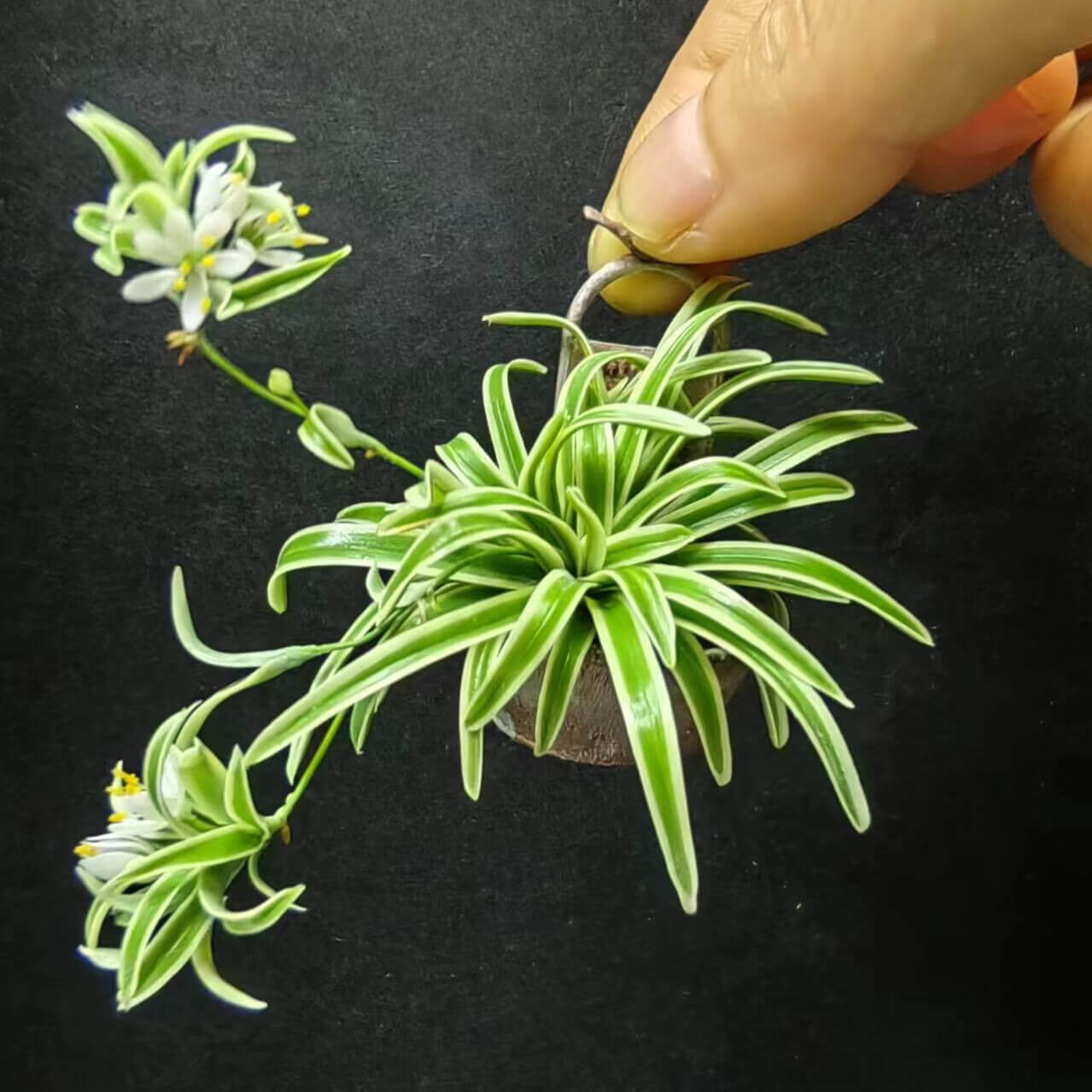 Miniature for dolls, dollhouses, roomboxes. Suitable for Blythe, Barbie, Paola and other dolls with a height of 25-40cm (10-15.8 inches). Common names: Spider Plant, Spider Ivy, Airplane Plant, Ribbon Plant Scientific Name: Chlorophytum Material: Handmade from Clay