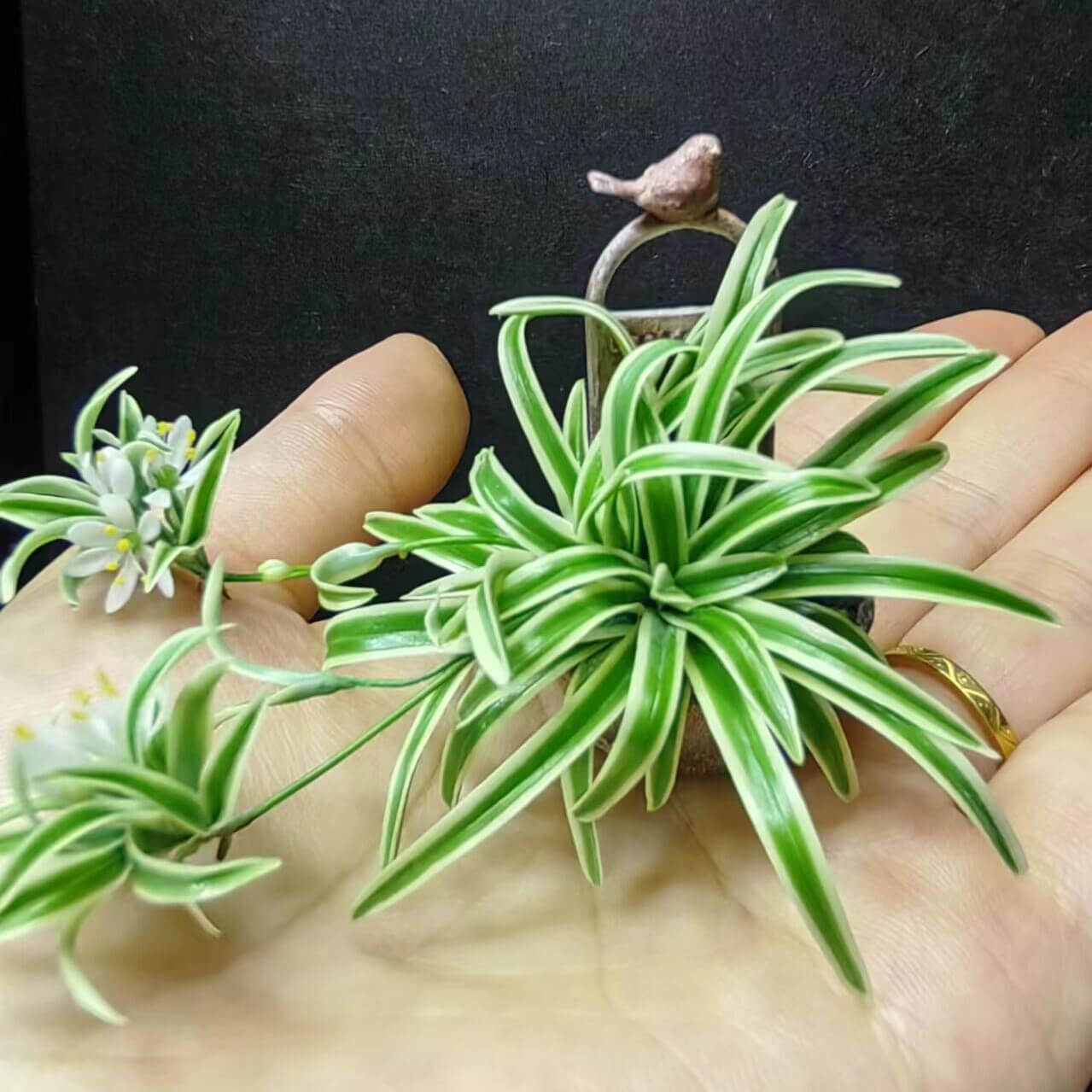 Miniature for dolls, dollhouses, roomboxes. Suitable for Blythe, Barbie, Paola and other dolls with a height of 25-40cm (10-15.8 inches). Common names: Spider Plant, Spider Ivy, Airplane Plant, Ribbon Plant Scientific Name: Chlorophytum Material: Handmade from Clay