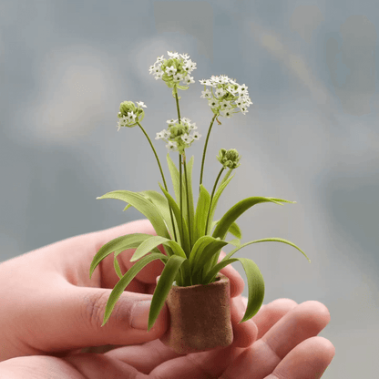 Ornithogalum Umbellatum, commonly known as Star of Bethlehem, is a bulbous perennial that is native to the Mediterranean region. Miniature for dolls, dollhouses, roomboxes. Suitable for Blythe, Barbie, Paola,and other dolls with a height of 25-40cm (10-15.8 inches). Scale: 1:6; 1:12 Material: Handmade from Clay