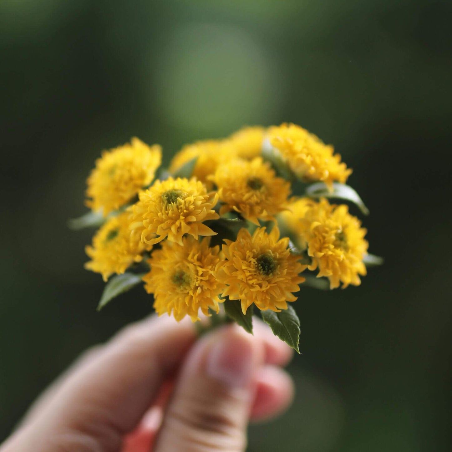 Miniature for dolls, dollhouses, roomboxes. Suitable for Blythe, Barbie, Paola and other dolls with a height of 25-40cm (10-15.8 inches). Common names: Sunflower Teddy Bear Scientific Name: Helianthus annuus Material: Handmade from Clay