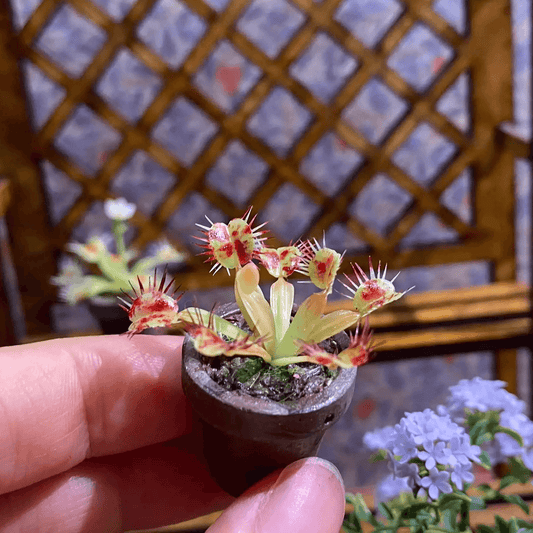 The Venus Flytrap (Dionaea muscipula) is a feisty, flesh-eating plant with toothed leaves like snapping-jaws that trap and devour insects and spiders.  Scale: 1:6; 1:12  Material: Handmade from Clay  Height: 4.5cm / 1.77in