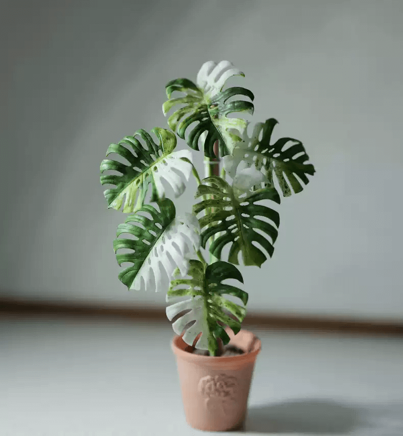 Monstera deliciosa Albo Borsigiana, commonly known as Monstera Albo, is a striking variegated cultivar of the Monstera deliciosa species. Material: Air Dry Clay